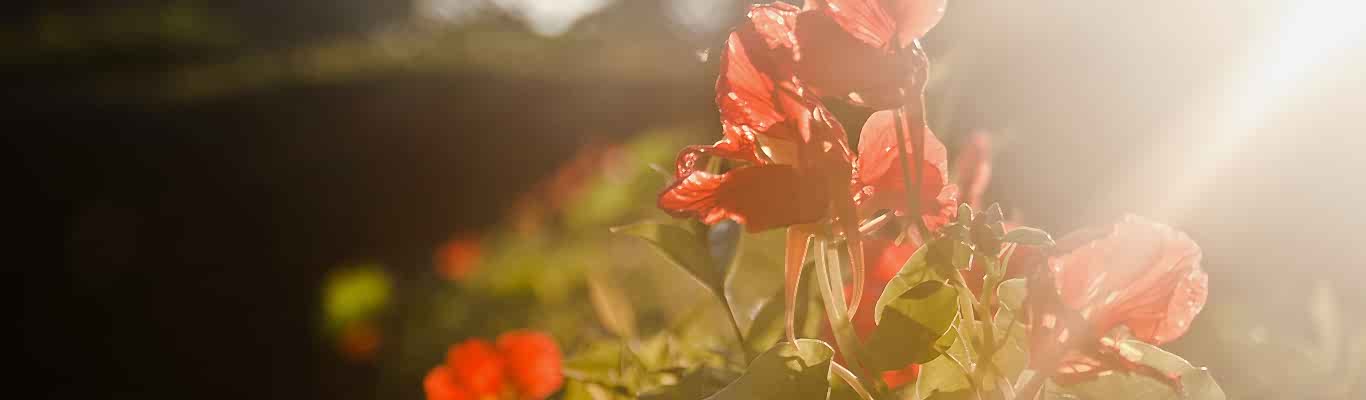 ACIM Mucizeler Kursu (A Course İn Miracles)